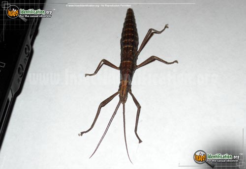 Thumbnail image #5 of the Southern-Two-Striped-Walkingstick