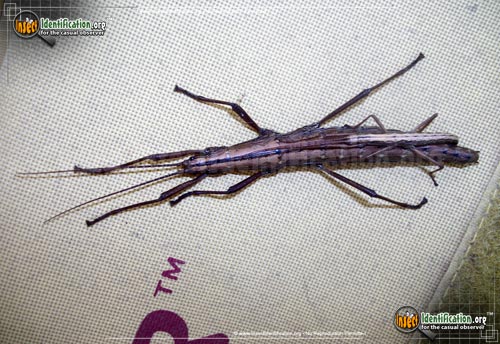 Thumbnail image #6 of the Southern-Two-Striped-Walkingstick