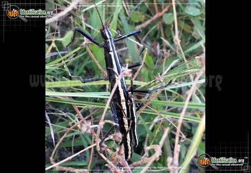 Thumbnail image #2 of the Southern-Two-Striped-Walkingstick