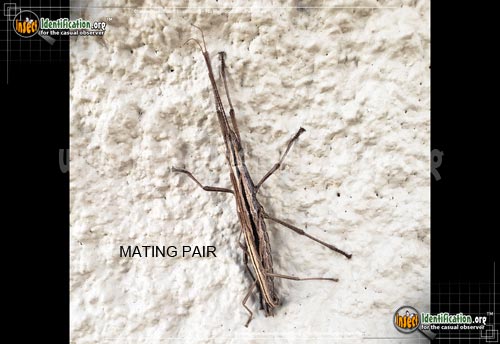 Thumbnail image of the Southern-Two-Striped-Walkingstick
