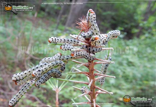 Thumbnail image of the Southwestern-Corn-Borer-Moth