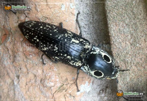 Thumbnail image #2 of the Southwestern-Eyed-Click-Beetle