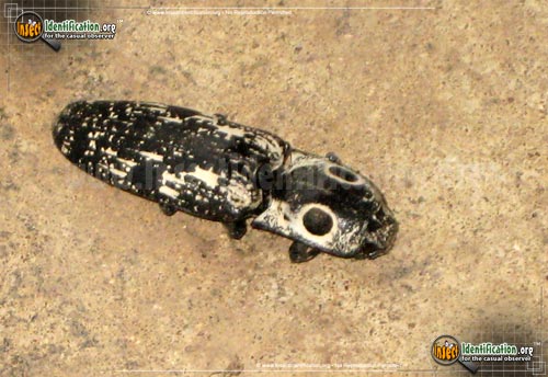 Thumbnail image #3 of the Southwestern-Eyed-Click-Beetle