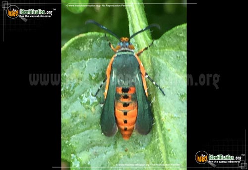 Thumbnail image of the Southwestern-Squash-Vine-Borer-Moth