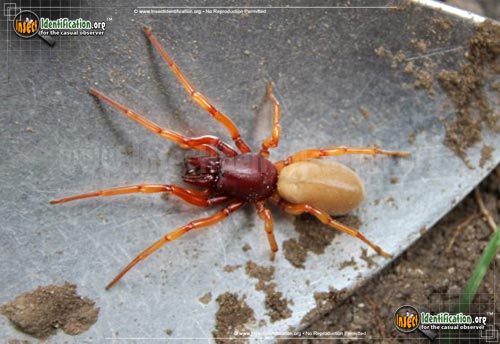 Thumbnail image of the Sowbug-Killer-Spider