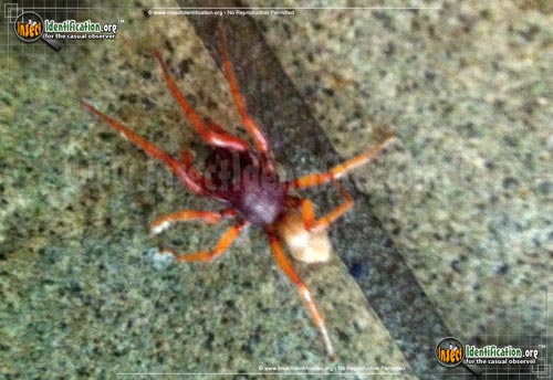 Thumbnail image #2 of the Sowbug-Killer-Spider