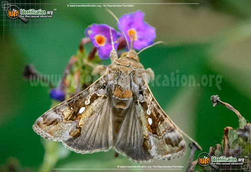Thumbnail image of the Soybean-Looper-Moth