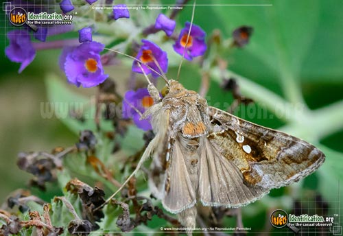 Thumbnail image #2 of the Soybean-Looper-Moth