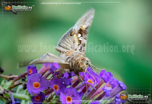 Thumbnail image #3 of the Soybean-Looper-Moth