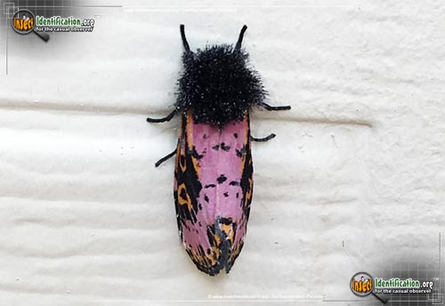 Thumbnail image #2 of the Spanish-Moth