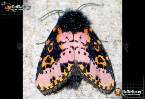 Thumbnail image of the Spanish-Moth