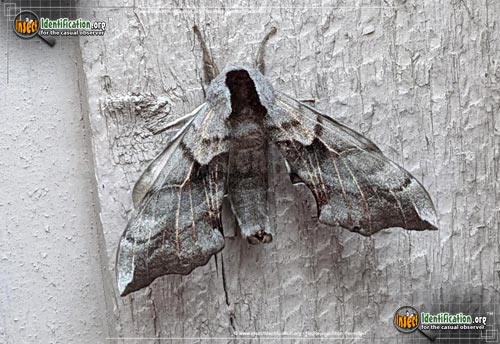 Thumbnail image of the Sphinx-Moth-Smerinthus-opthalmica