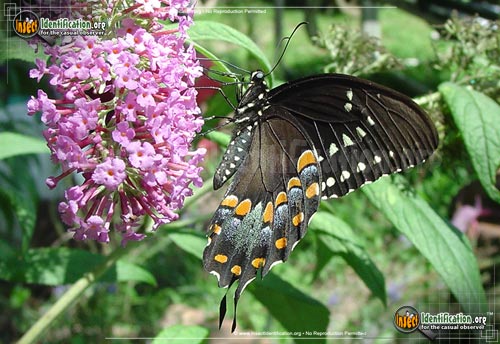 Thumbnail image of the Spicebush-Swallowtail-Butterfly