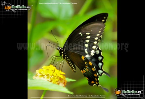 Thumbnail image #4 of the Spicebush-Swallowtail-Butterfly