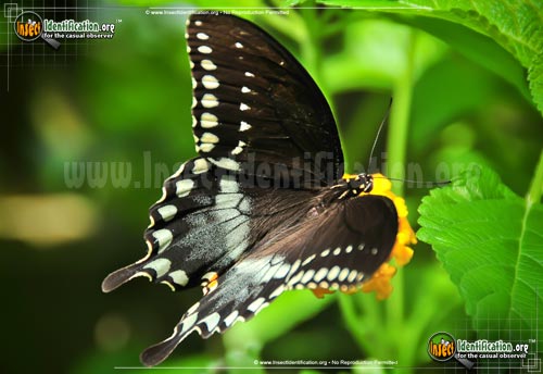 Thumbnail image #3 of the Spicebush-Swallowtail-Butterfly