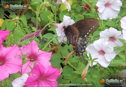 Thumbnail image #9 of the Spicebush-Swallowtail-Butterfly