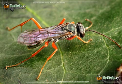 Thumbnail image #3 of the Spider-Wasp-Auplopus