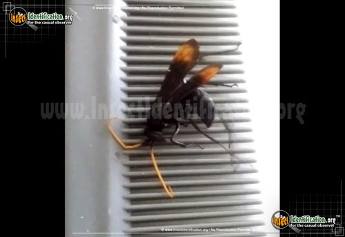 Thumbnail image of the Spider-Wasp-Entypus-Unifasciatus