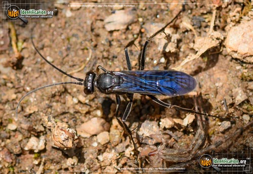 Thumbnail image of the Spider-Wasp-Priocnemis