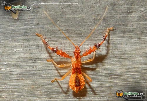 Thumbnail image of the Spined-Spiny-Assassin-Bug-Nymph