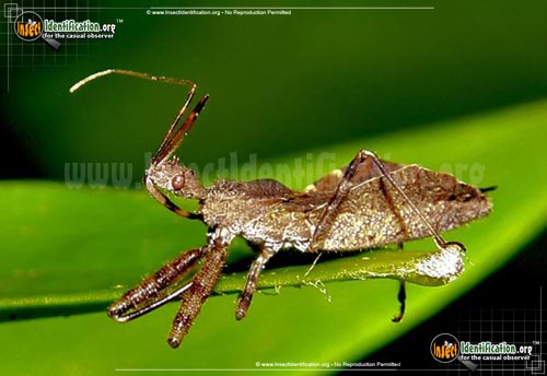 Thumbnail image #2 of the Spined-Assassin-Bug