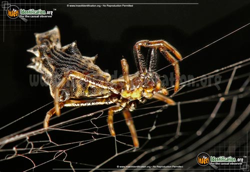 Thumbnail image #4 of the Spined-Micrathena-Spider