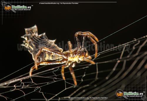 Thumbnail image #10 of the Spined-Micrathena-Spider