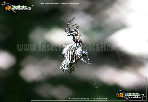 Thumbnail image #10 of the Spined-Micrathena-Spider