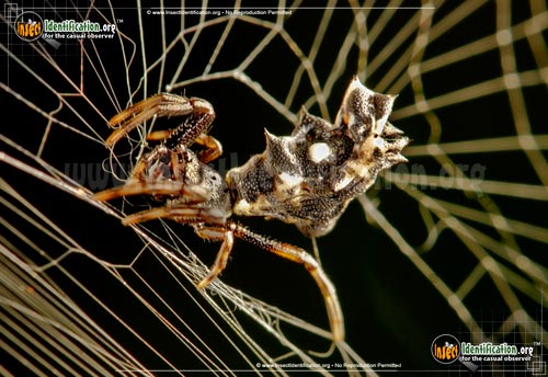 Thumbnail image #6 of the Spined-Micrathena-Spider