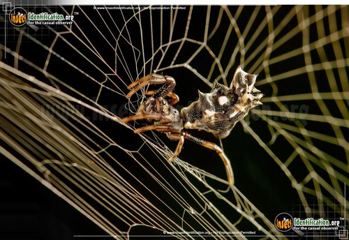 Thumbnail image #9 of the Spined-Micrathena-Spider