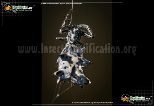 Thumbnail image #2 of the Spined-Micrathena-Spider
