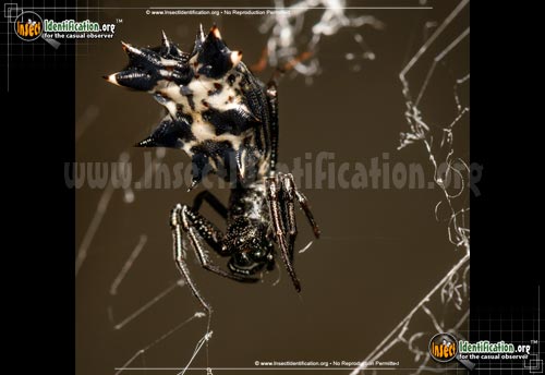 Thumbnail image #3 of the Spined-Micrathena-Spider