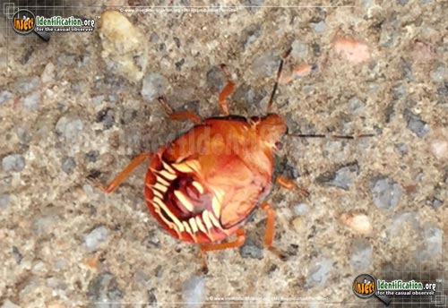 Thumbnail image #2 of the Spined-Soldier-Bug
