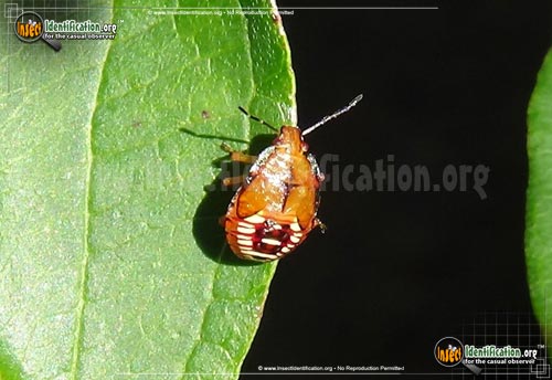 Thumbnail image of the Spined-Soldier-Bug
