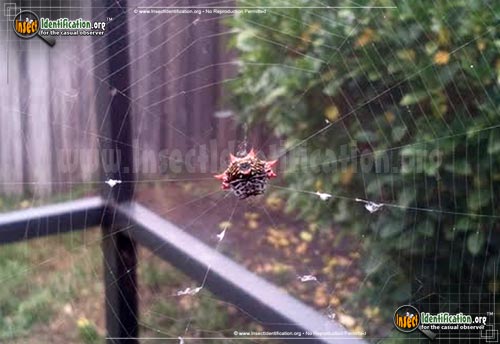 Thumbnail image #6 of the Spiny-Backed-Orb-Weaver