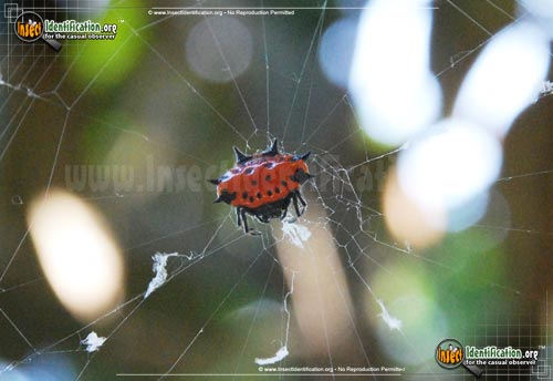 Thumbnail image #4 of the Spiny-Backed-Orb-Weaver