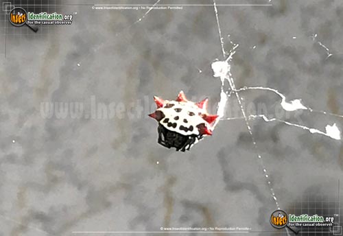 Thumbnail image #13 of the Spiny-Backed-Orb-Weaver