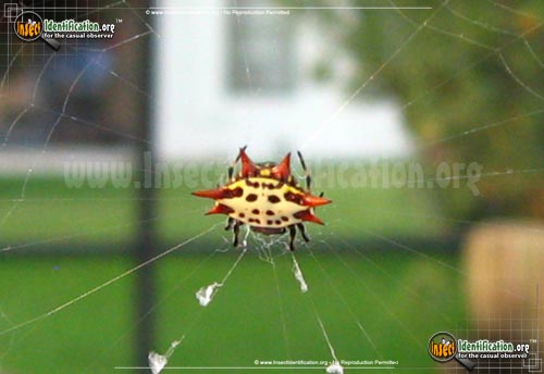 Thumbnail image #3 of the Spiny-Backed-Orb-Weaver
