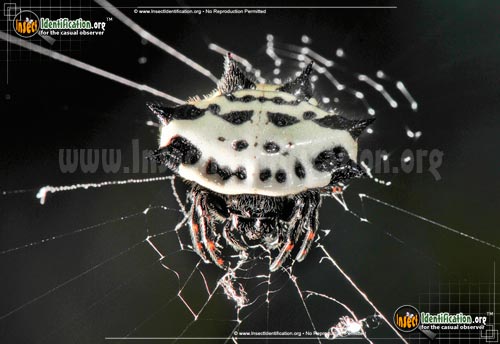 Thumbnail image #2 of the Spiny-Backed-Orb-Weaver