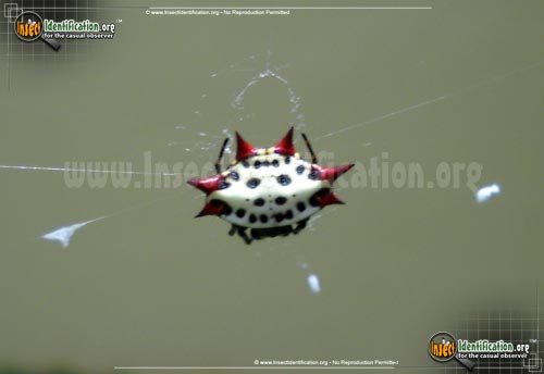 Thumbnail image #14 of the Spiny-Backed-Orb-Weaver