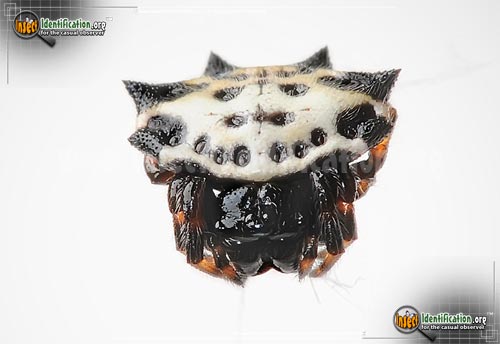 Thumbnail image #15 of the Spiny-Backed-Orb-Weaver