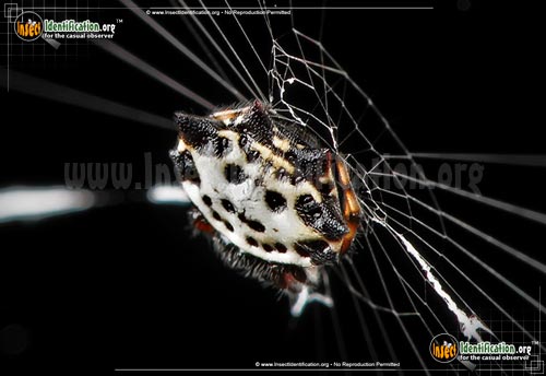 Thumbnail image #11 of the Spiny-Backed-Orb-Weaver