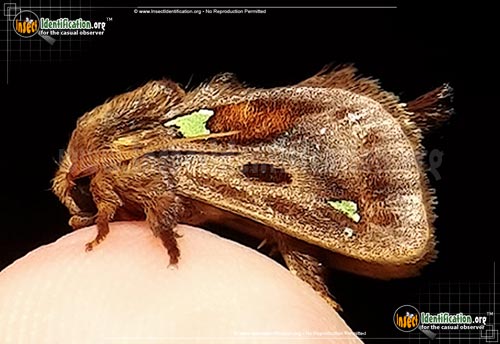 Thumbnail image #3 of the Spiny-Oak-Slug-Moth