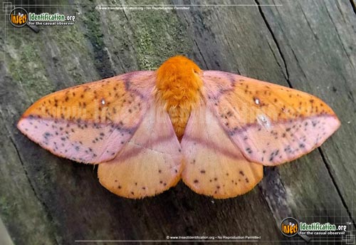 Thumbnail image of the Spiny-Oakworm-Moth