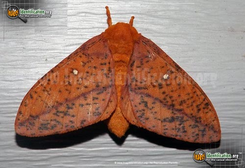 Thumbnail image #2 of the Spiny-Oakworm-Moth