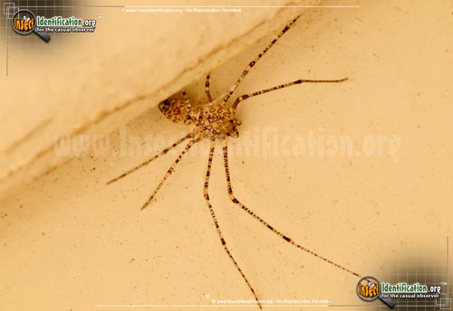 Thumbnail image #7 of the Spitting-Spider