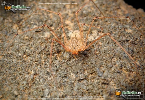 Thumbnail image #9 of the Spitting-Spider