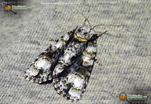 Thumbnail image of the Splendid-Dagger-Moth