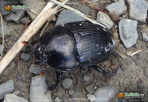 Thumbnail image of the Splendid-Earth-Boring-Beetle