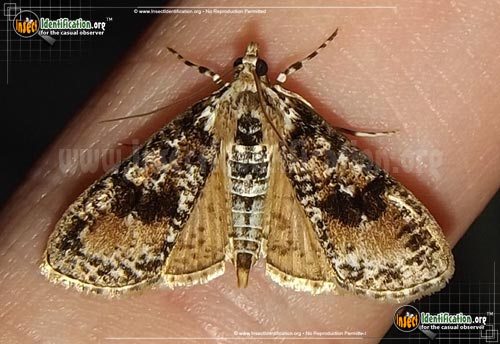 Thumbnail image of the Splendid-Palpita-Moth